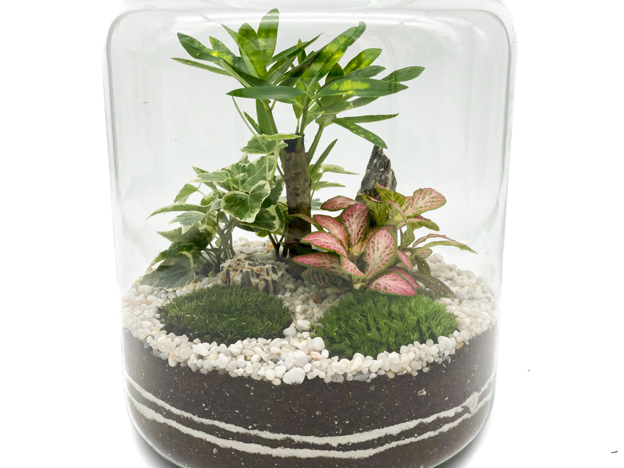 DIY Terrarium Kit With 30cm Glass Jar Plants and Moss | Etsy