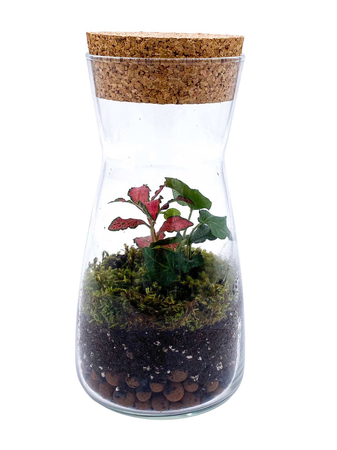 DIY Terrarium Kit With Jar and Plants 'porto' Small Etsy UK