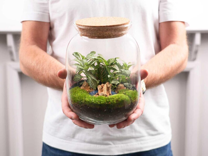 May include: A clear glass jar with a cork lid containing a small indoor garden. The jar is filled with green moss, small plants, and decorative rocks.
