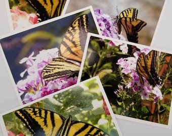 Set of 5 Butterfly  Greeting Card Photo Prints