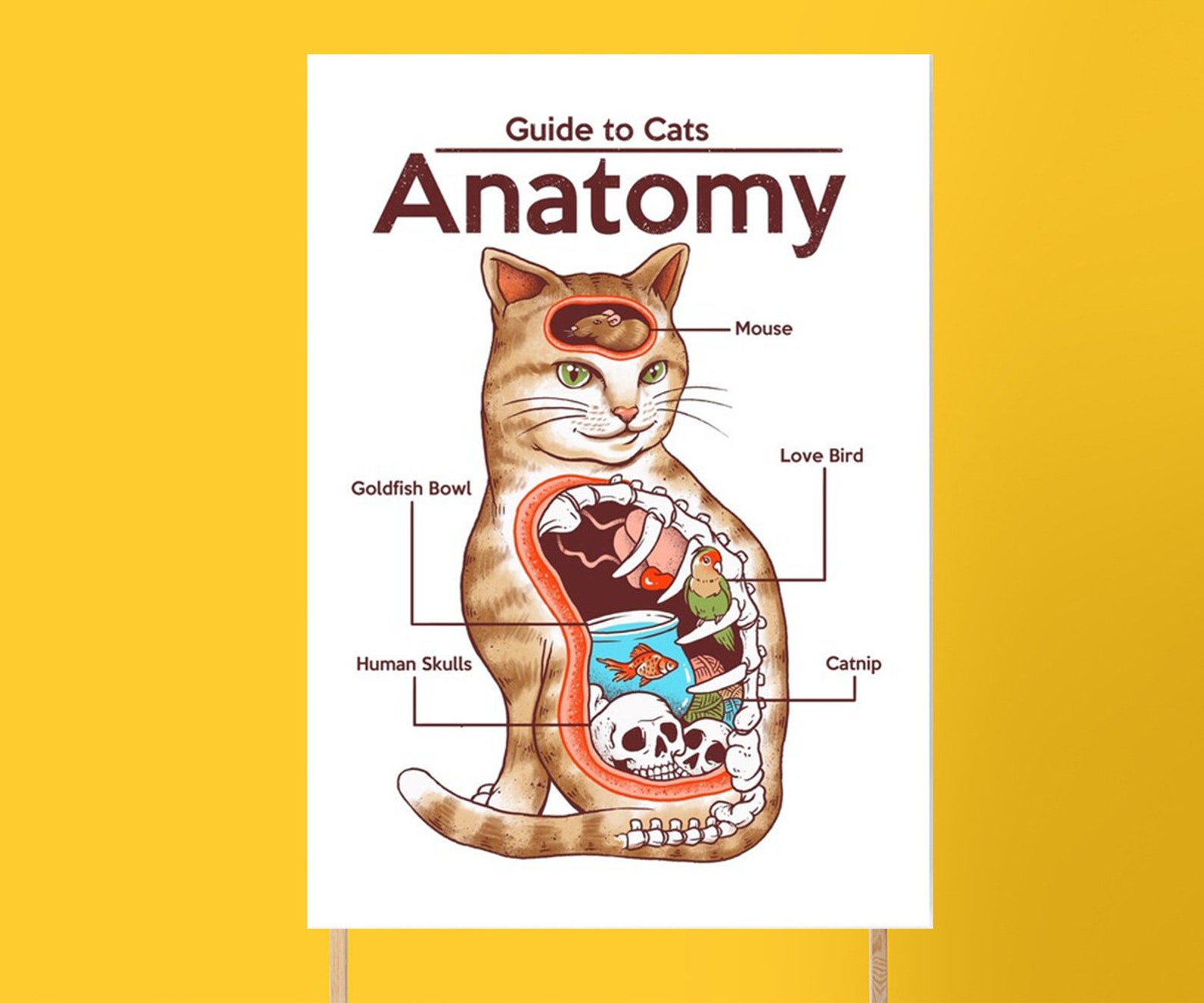 Guide to Cats Anatomy Poster Etsy