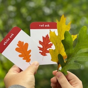 Autumn Leaf Identification Cards - fall foliage - ID cards - classification - botany - flashcards - printable