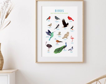 Póster con nombres colectivos de aves – Arte educativo sobre la naturaleza (Descarga digital)