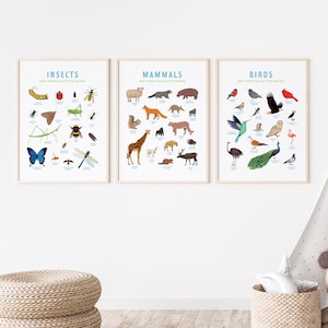 animal poster TRIO - Collective Nouns (insects, mammals, birds); animal art, nursery art, wall art, homeschooling poster, digital