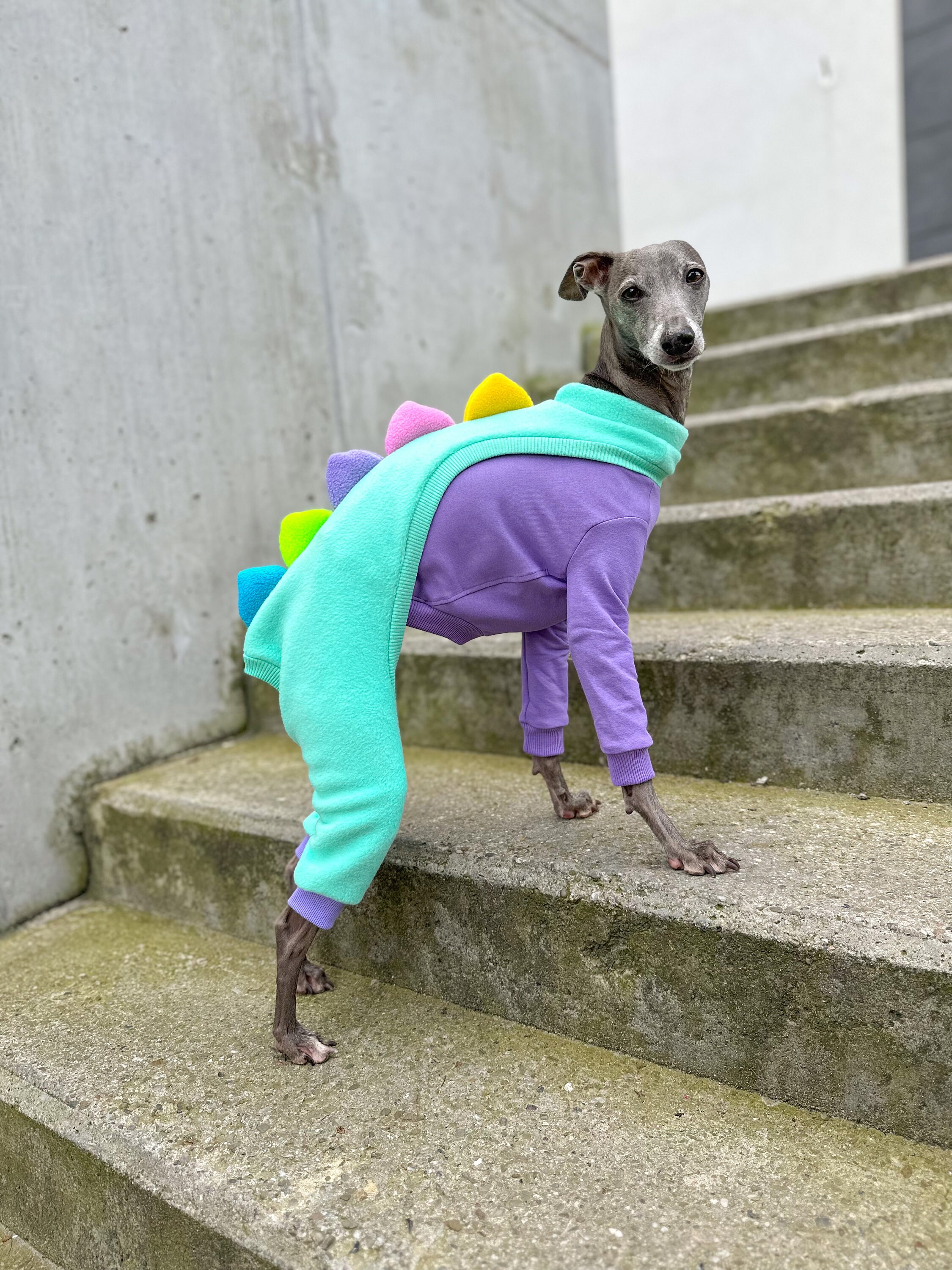 Hondenkleding | Tuinbroek voor honden | Jeans | Diverse maten