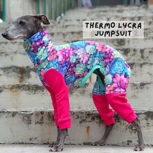 CUSTOM Italian greyhound THERMO lycra jumpsuit, overall Succulent
