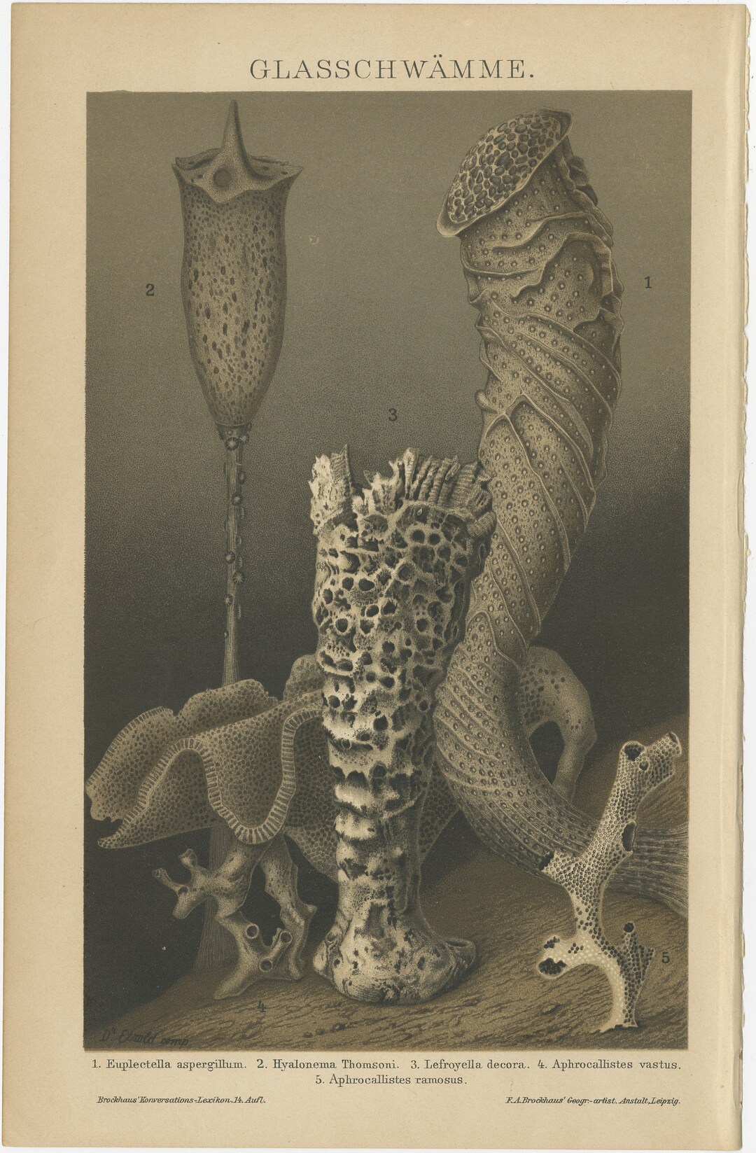 Original Vintage Print Glass Sponges Glasschwämme Animal Marine Life