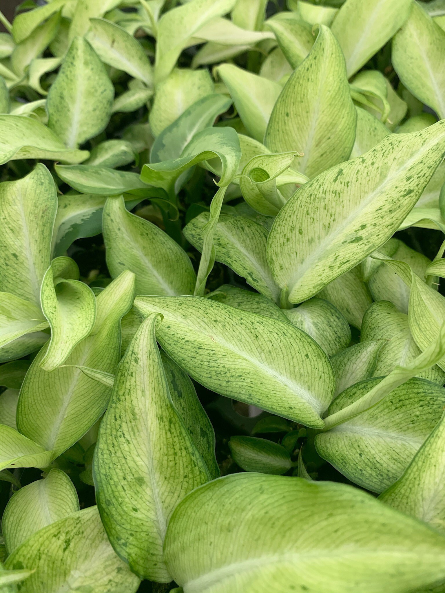 dieffenbachia camouflage dieffenbachia camouflage