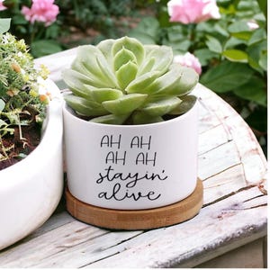 May include: A white ceramic planter with a green succulent, sitting on a round wooden coaster. The planter has the words "AH AH AH AH stayin' alive" in black script. The background includes other plants and pink flowers.