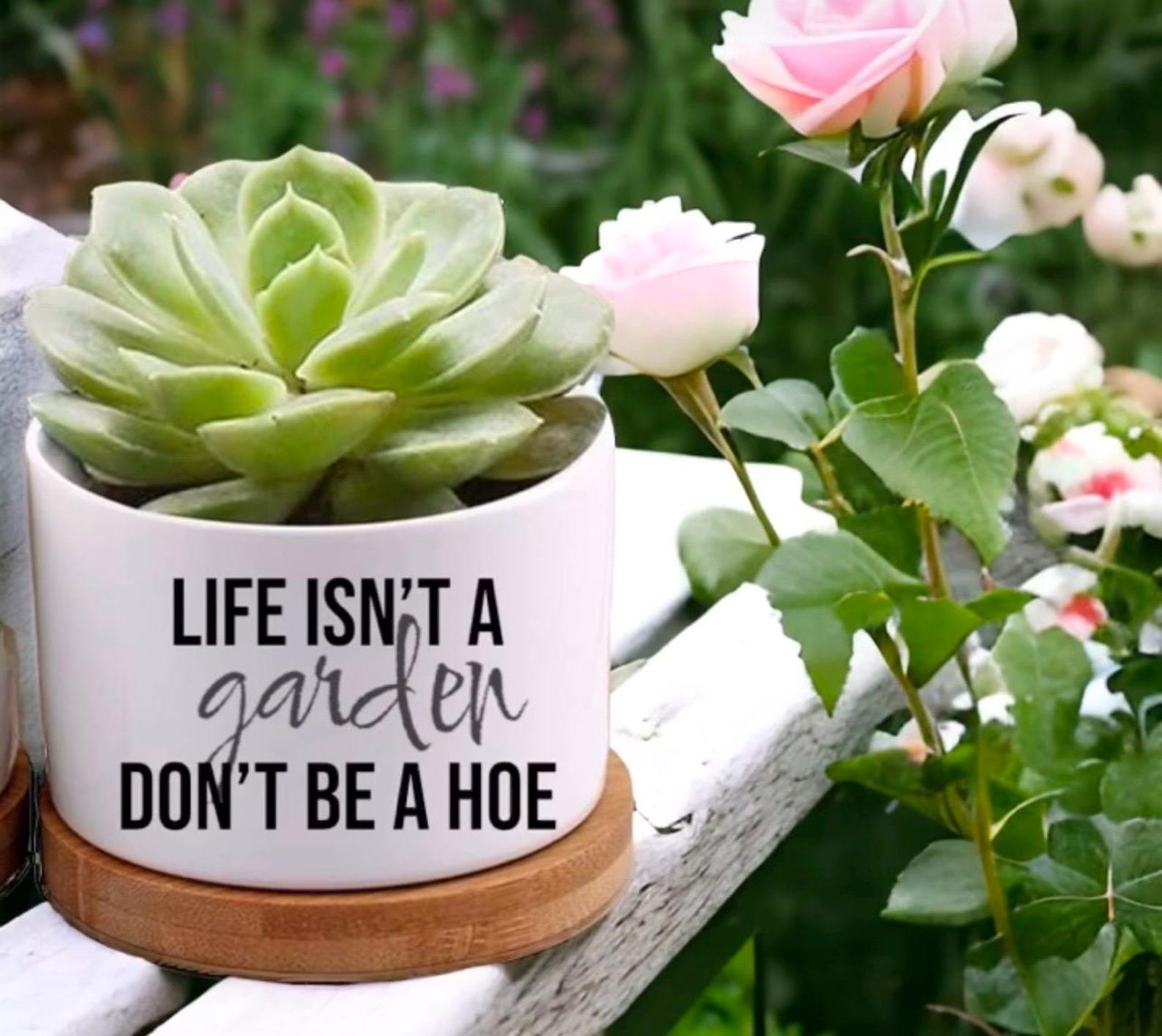 Funny Succulent Planter With Saying | Funny Plant Pot With Quote | Cute ...
