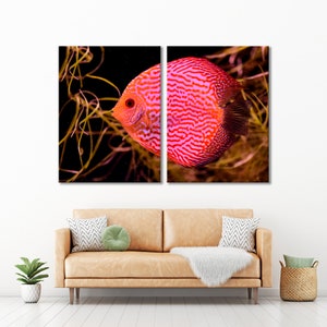 Tropical Fish Wall Art, Symphysodon Discus Canvas Print, Nature Wall Art, Kids Wall Art, Tropical Fish Art Work, Aquarium  Fish Canvas Print