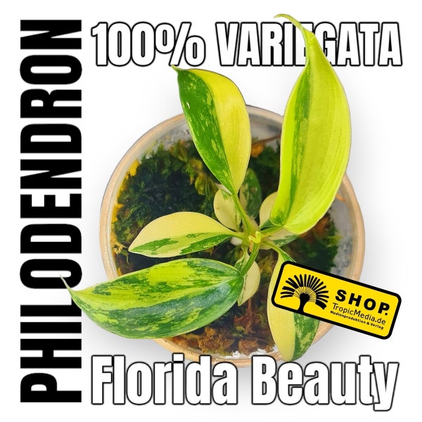 Filodendro Florida Beauty 100% Variegata