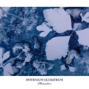 May include: A cyanotype print featuring white silhouettes of Smyrnium olusatrum leaves against a deep blue textured background. The text SMYRNIUM OLUSATRAUM and Alexanders is printed in dark blue at the bottom of the rectangular paper artwork.