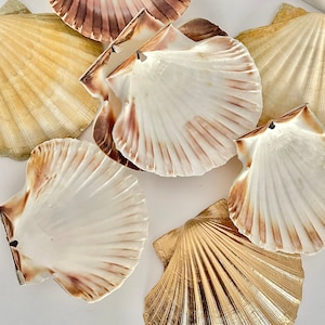 15/10/5 LARGE Set of Shells Craft Supply, Large SET of shells,  Shell for candle making, DIY, Wedding decor, Decoupage scallop shell dish