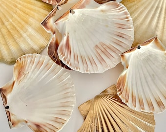 Large Scallop Shell Set: DIY Craft Supply, Candle Making, Wedding Decor (10/12cm)