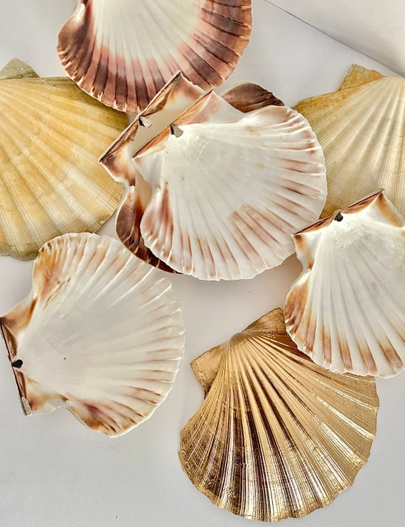 Scallop Shells for Cooking, Baking or Crafts, 2 inch to 5 inch, Natural  Seashell (2 inch - 3 inch, 8)