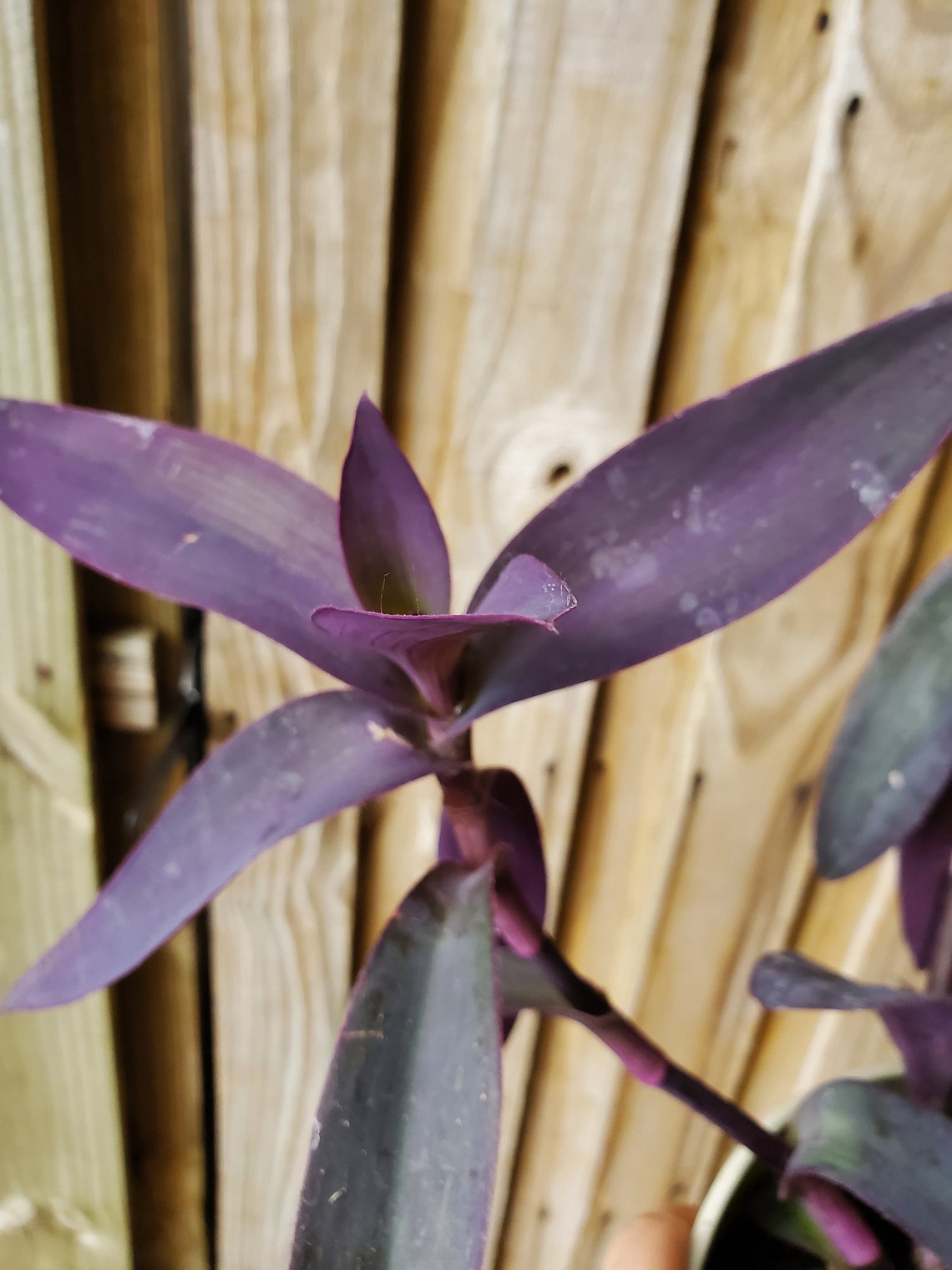 jew cuttings purple heart wandering tradescantia pallida purpurea