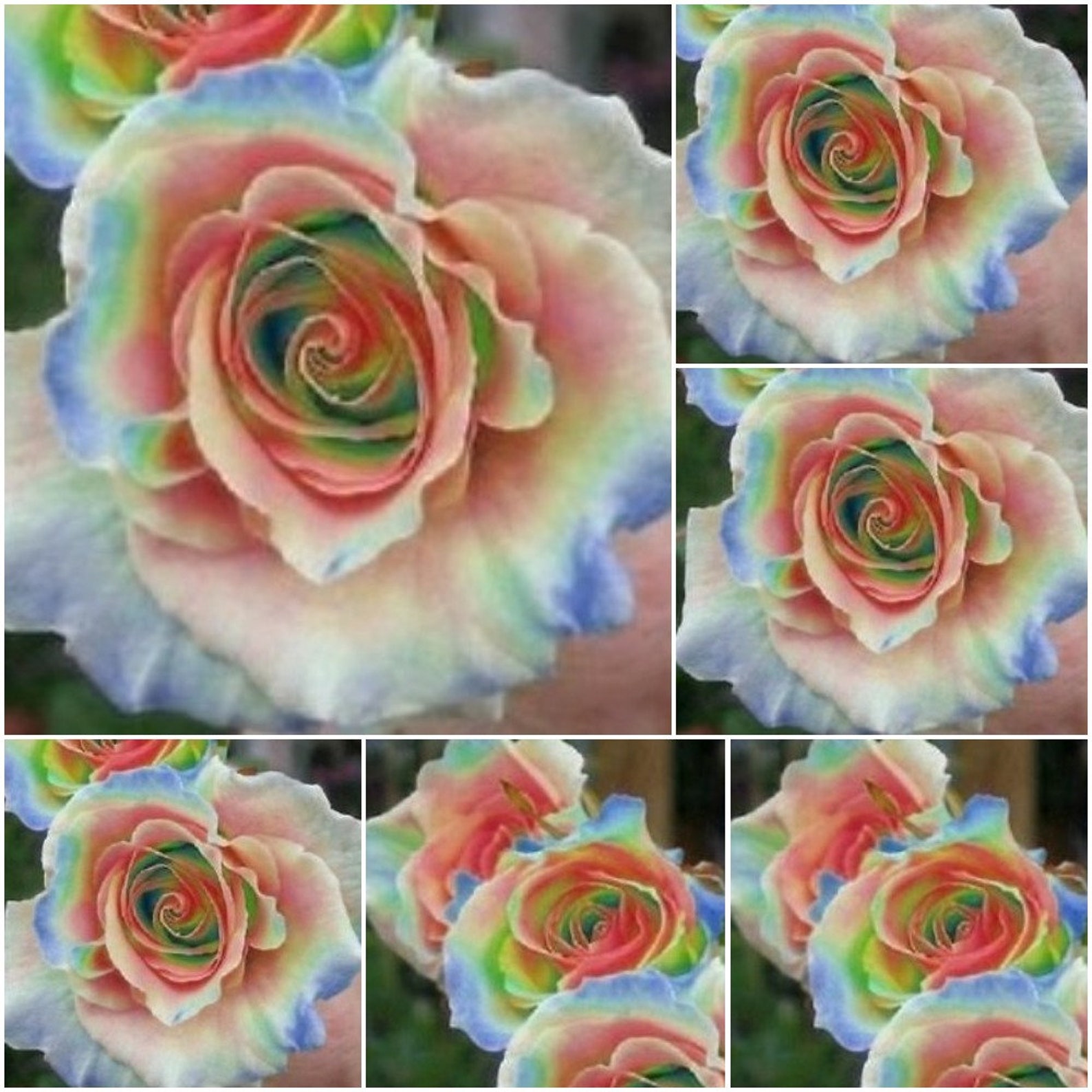 Rose Seeds Rainbow Rose Seeds Rose Seeds For Planting Rose Etsy