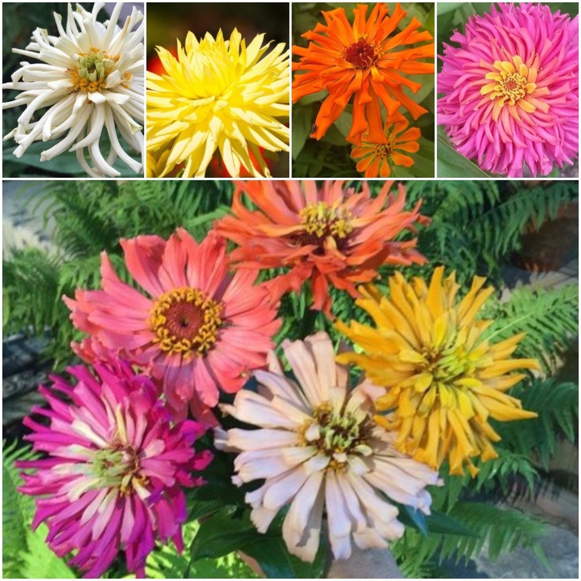 SGardenBay8 Zinnia Elegans Seeds Giant Cactus Zinnia Mixed Etsy