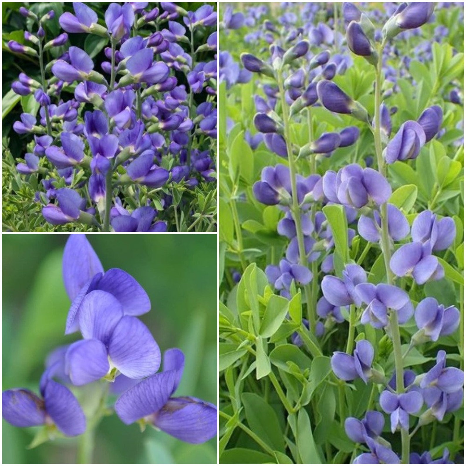 SGardenBay8 Blue Wild Indigo Seeds Baptisia Australis Blue Etsy