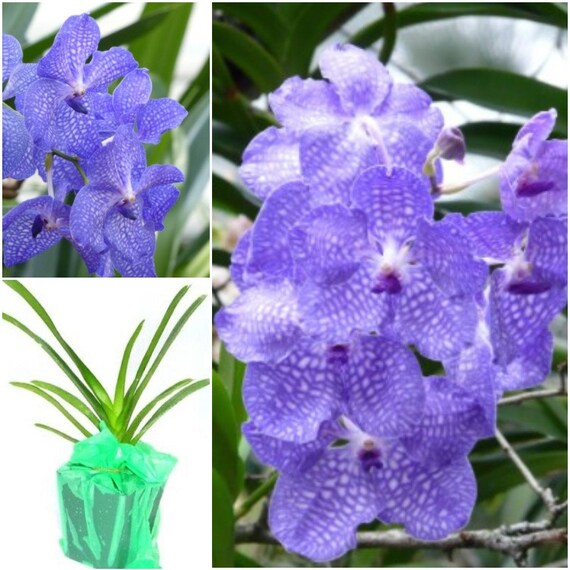 SGardenBay5 Vanda Orchid Plants Live Hawaiian Strap Leaf Etsy