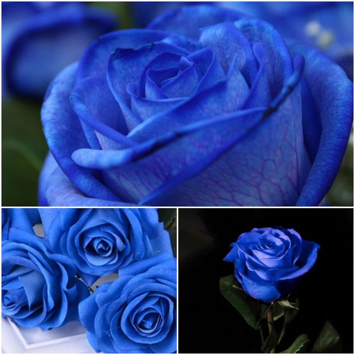 SGardenBay10 Blue Rose Seeds For Planting Perennial Roses Etsy