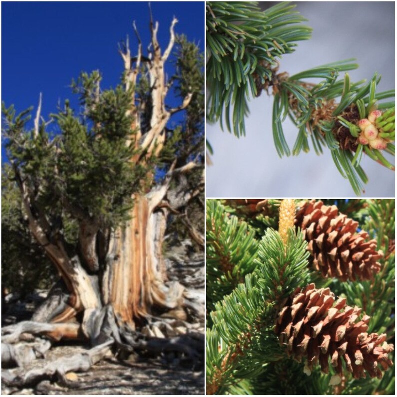 SGardenBay7 Bristlecone Pine Tree Seeds Great Basin Pinus Longaeva Seeds For Planting Get 5 Seeds