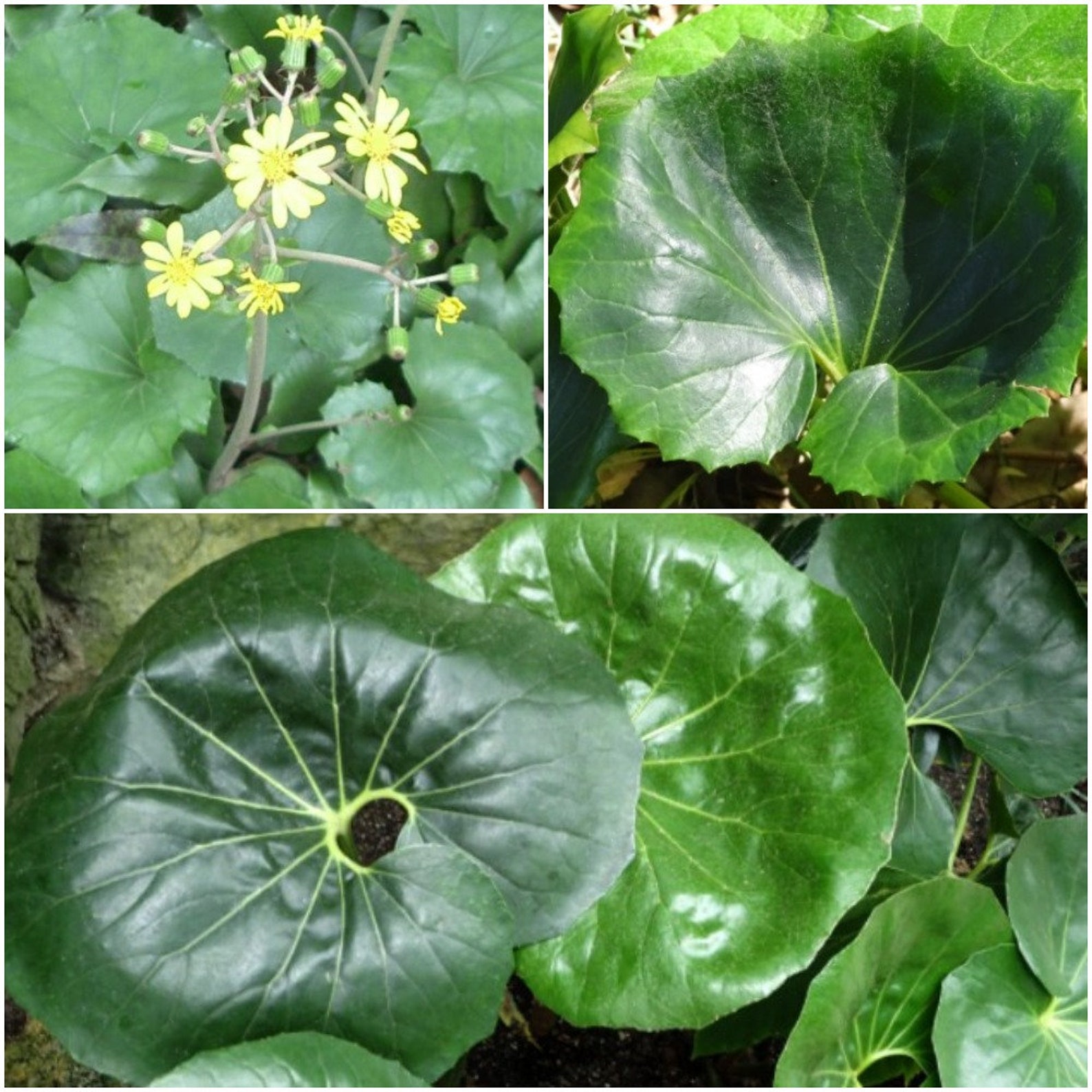 Giant Leopard Plant Seeds Farfugium Japonicum Gigantea Etsy