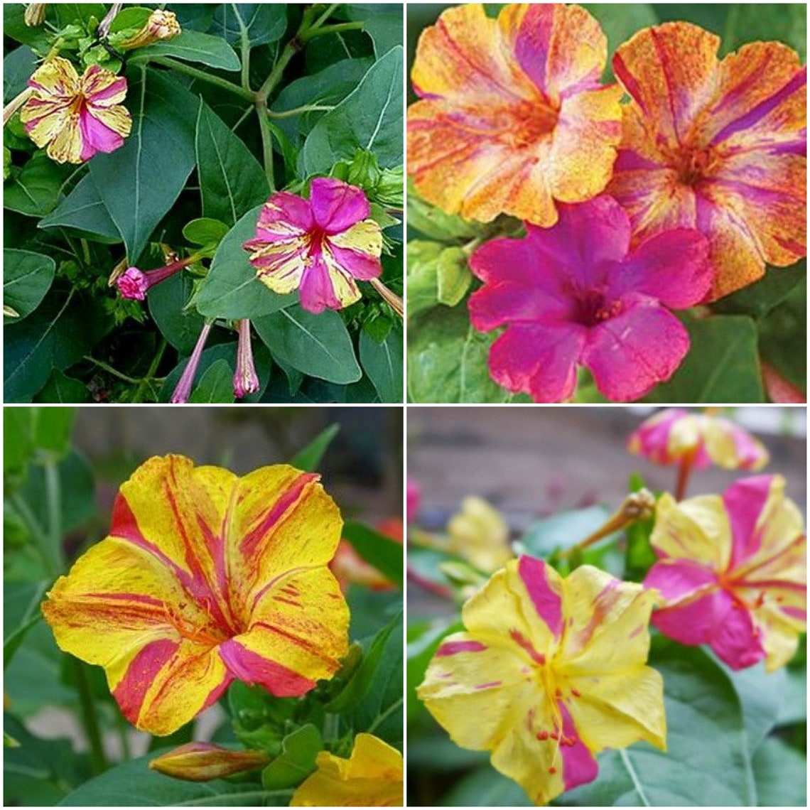 Four O'clock Seeds Yellow Pink Four O'clock Seeds Etsy