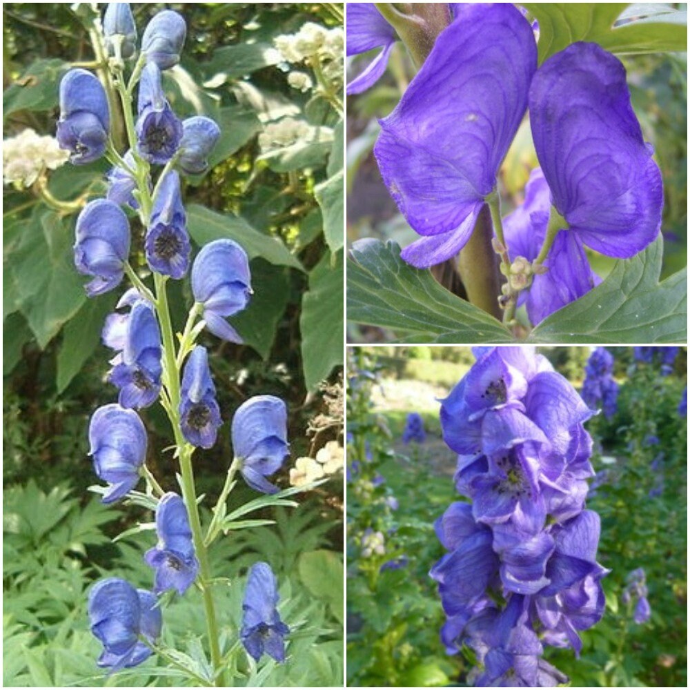 SGardenBay7 Aconitum Monkshood Seeds Aconitum Carmichaelii Etsy