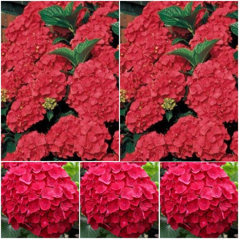 5 Pcs Hydrangea Seeds Perennial Hydrangea Macrophylla Seeds Etsy
