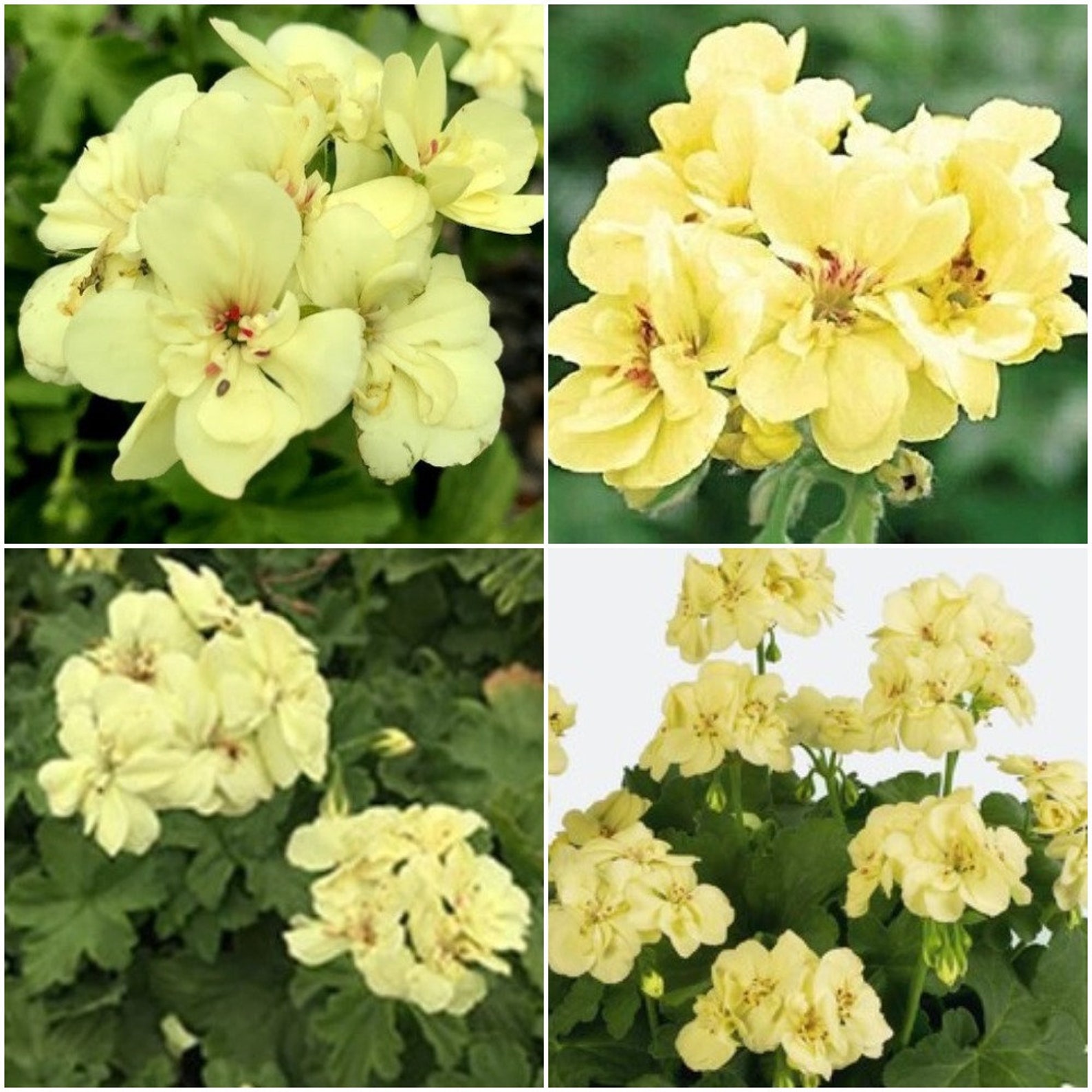 10 Pcs Geranium Seeds Geranium Seeds For Planting Yellow Etsy
