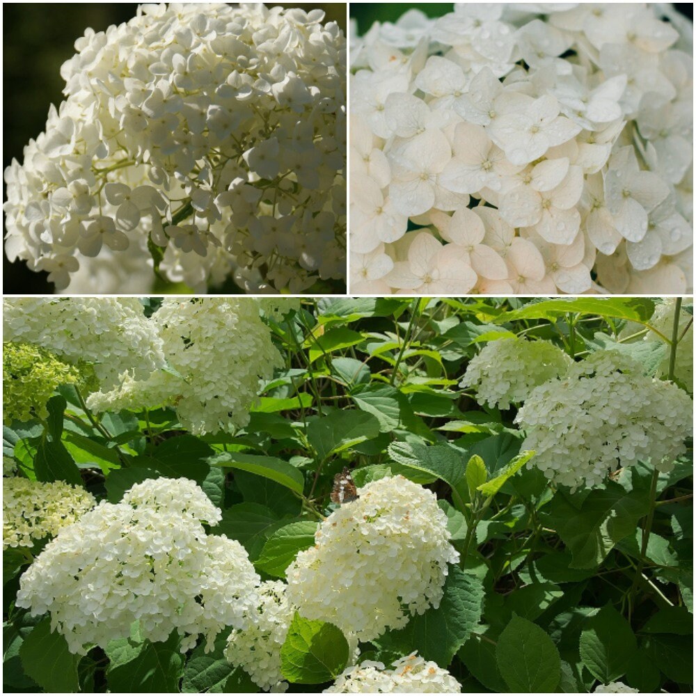 SGardenBay10 Native Hydrangea Seeds Smooth Hydrangea Seeds Etsy