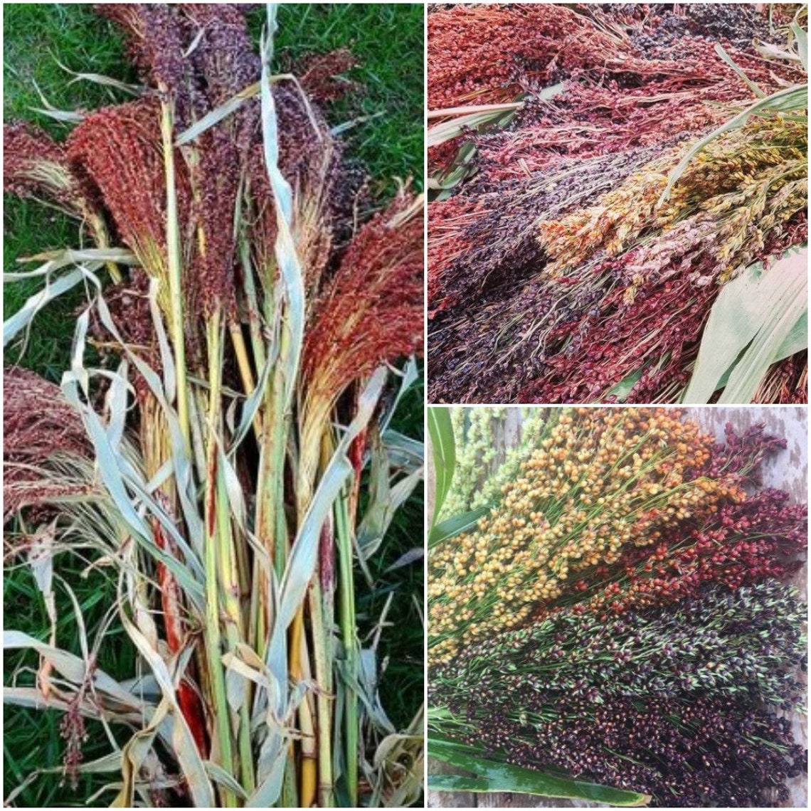 SGardenBay8 Bicolor Seeds Multi Colors Broom Corn Etsy