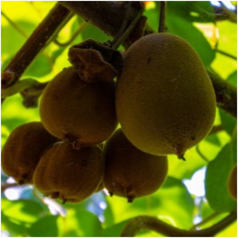 Female Kiwi Plant Geneva Female Kiwi Plant Kiwi Plant Etsy