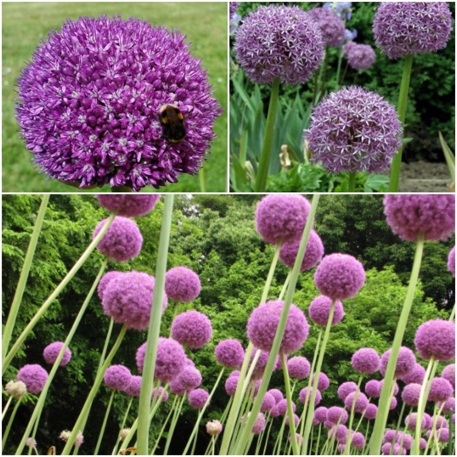 SGardenBay10 Giant Allium Seeds Allium Globemaster Giant Etsy