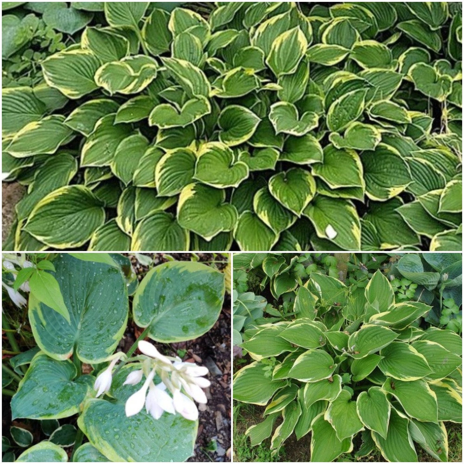 Hosta Bare Root Hosta Fortunei Plant Hosta Aureo Marginata