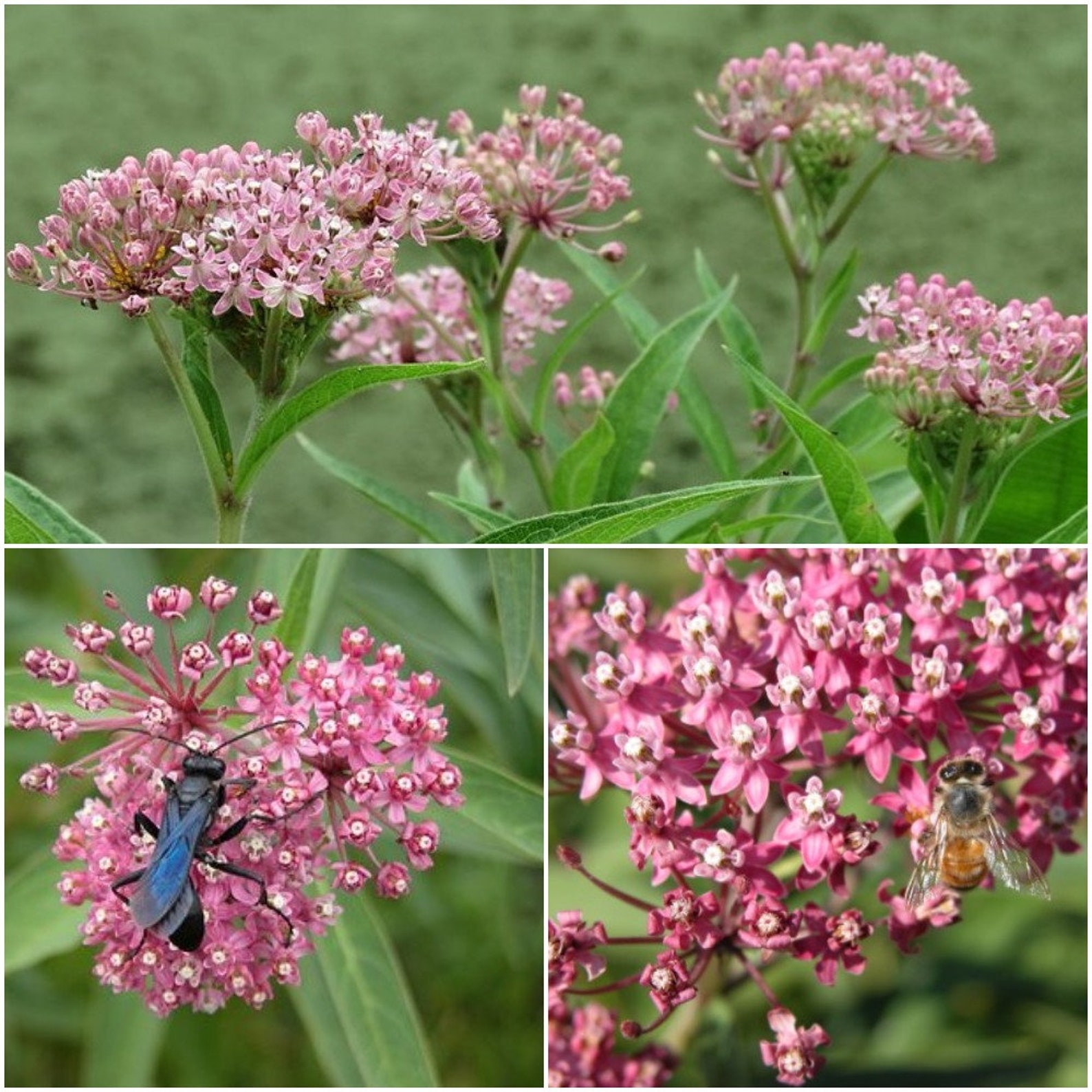 Asclepias Incarnata Seeds Rose Milkweed Seeds Swamp Milkweed Etsy
