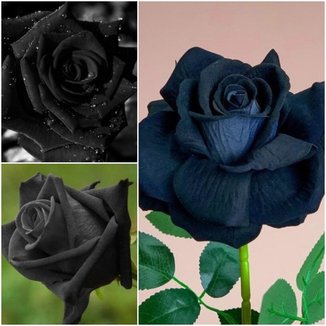 Rose Seeds Black Rose Seeds Black Rose Bushes Black Rose Etsy