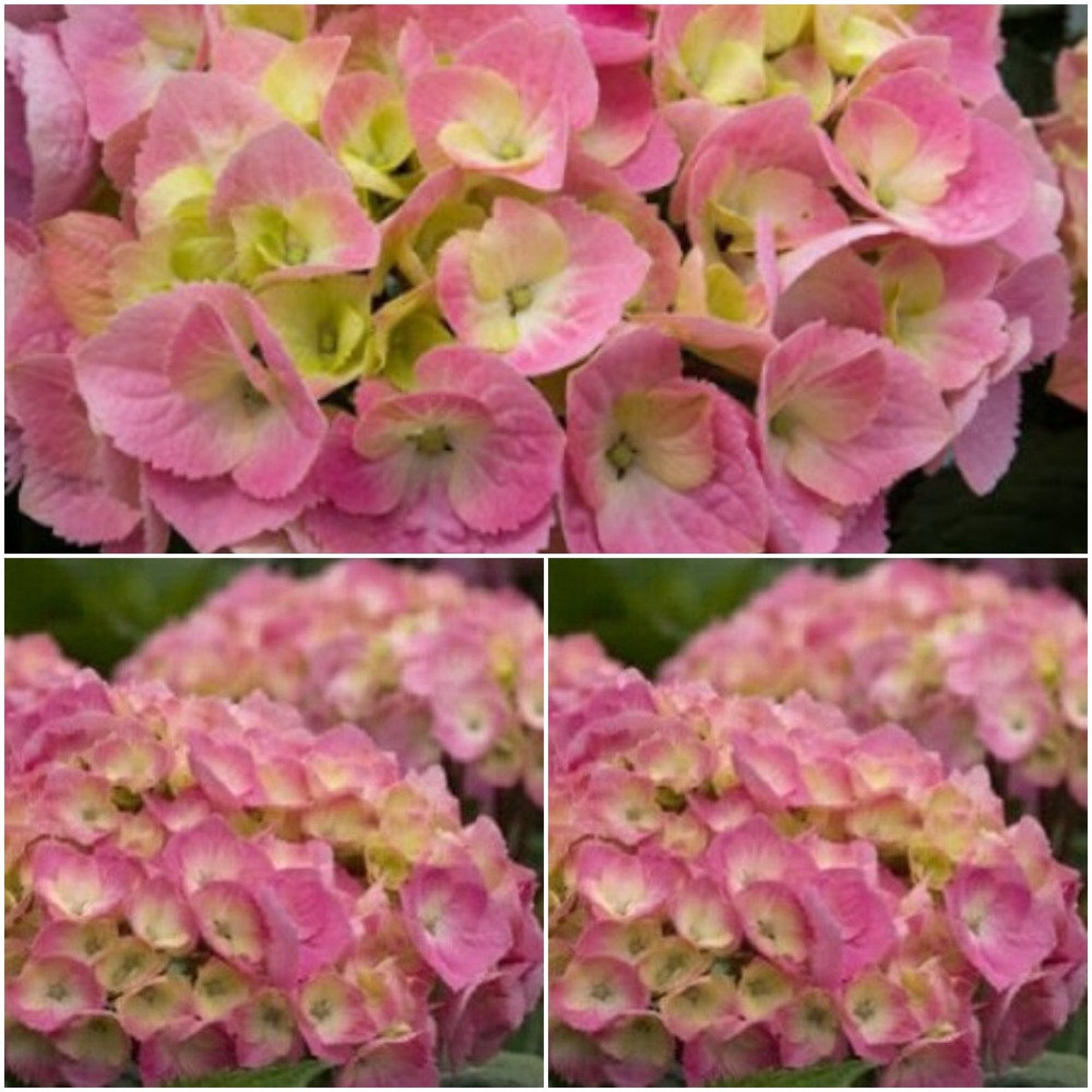 5 Pcs Hydrangea Seeds Hydrangea Paniculata Seeds Light Dark Etsy