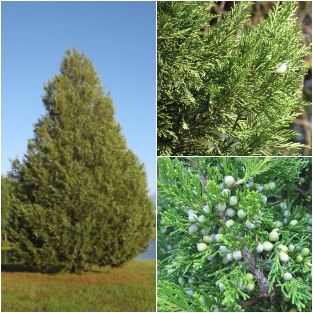 Juniperus Virginiana Seeds Eastern Red Cedar Tree Seeds For Etsy