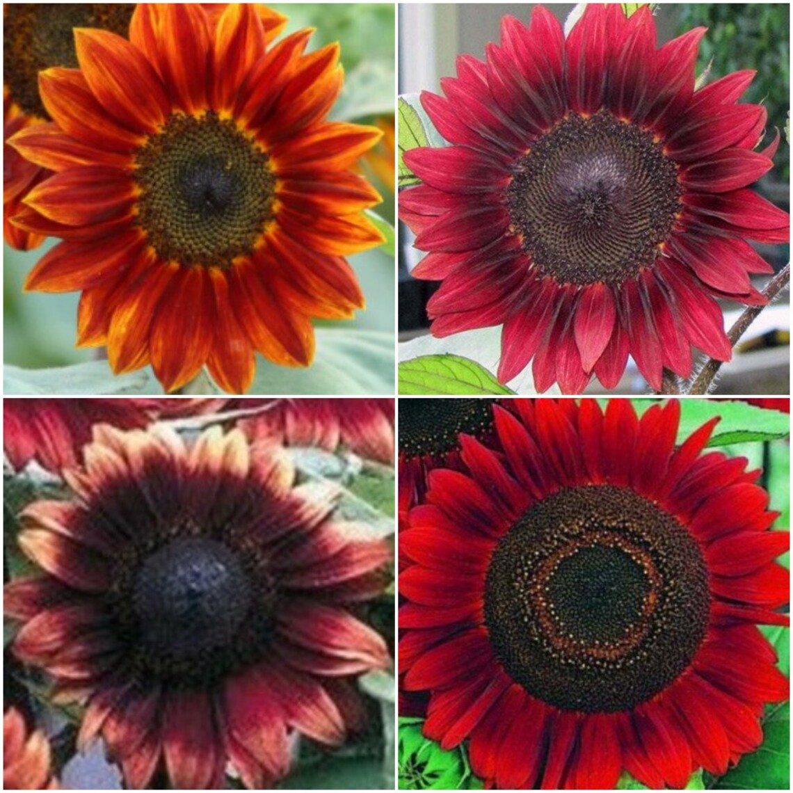 25 Pcs Sunflower Perennial Seeds Red Orange Pink Chocolate Etsy