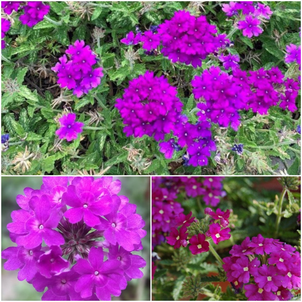 Verbena Tenuisecta Seeds Purple Hardy Moss Verbena Seeds Etsy