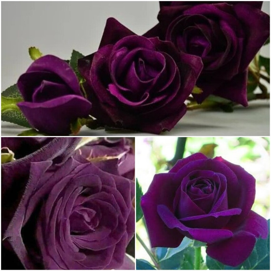 Rose Seeds Dark Purple Rose Rose Garden Gift Rose Bush Etsy