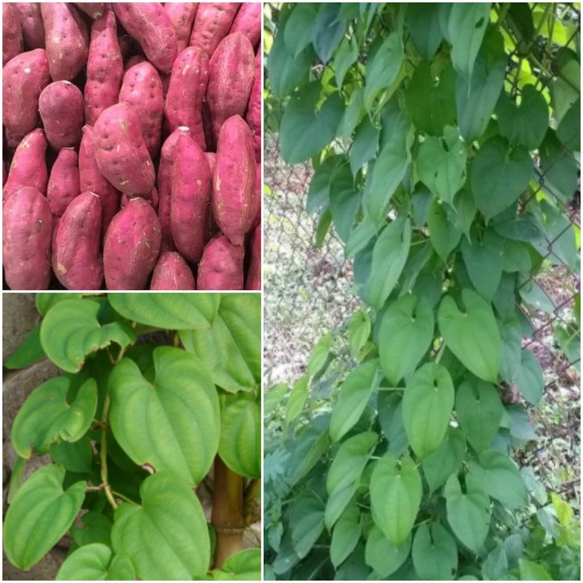 Purple Yam Seeds Dioscorea Alata Yam Seeds For Planting Home Etsy