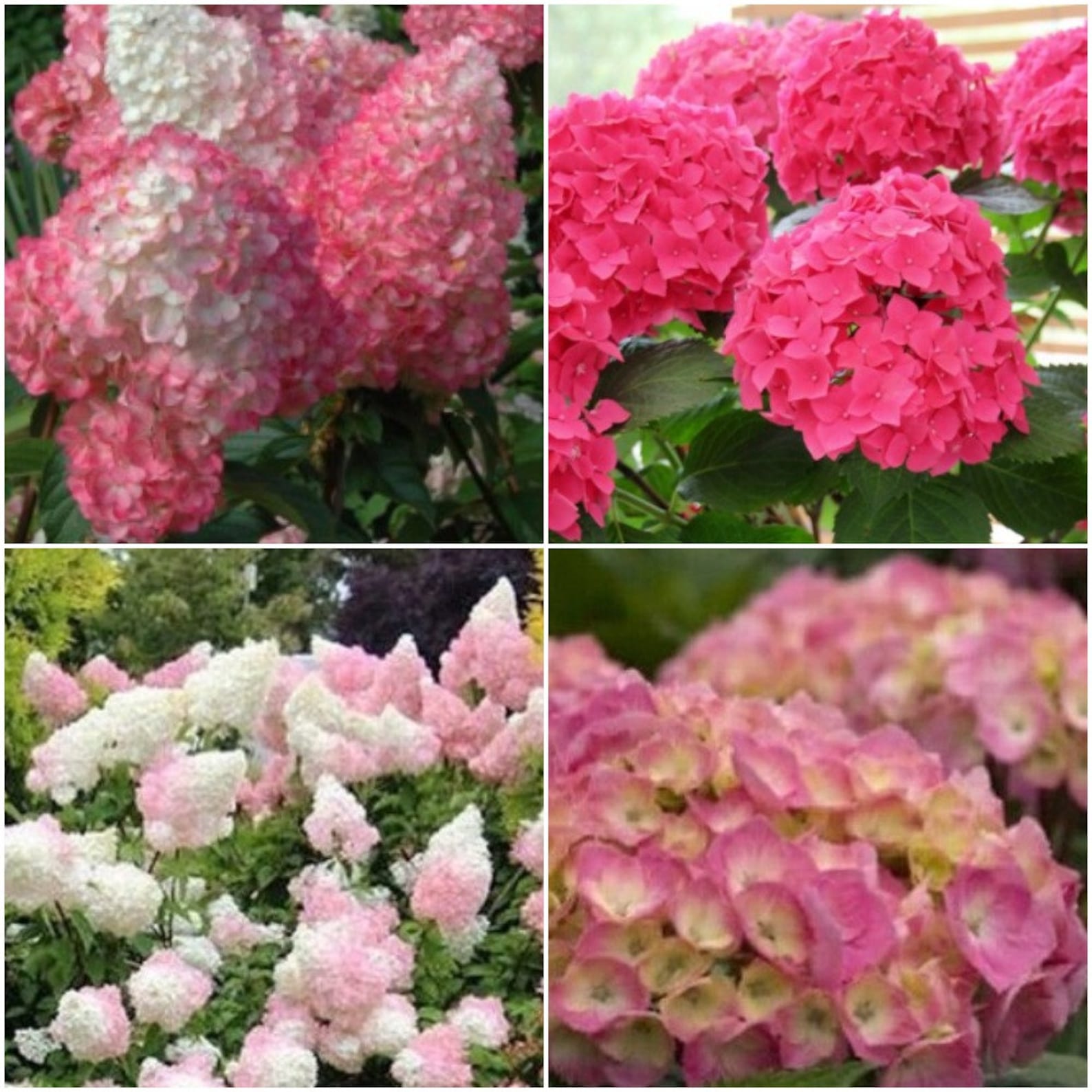 5 Pcs Hydrangea Seeds Hydrangea Paniculata Seeds Light Dark Etsy