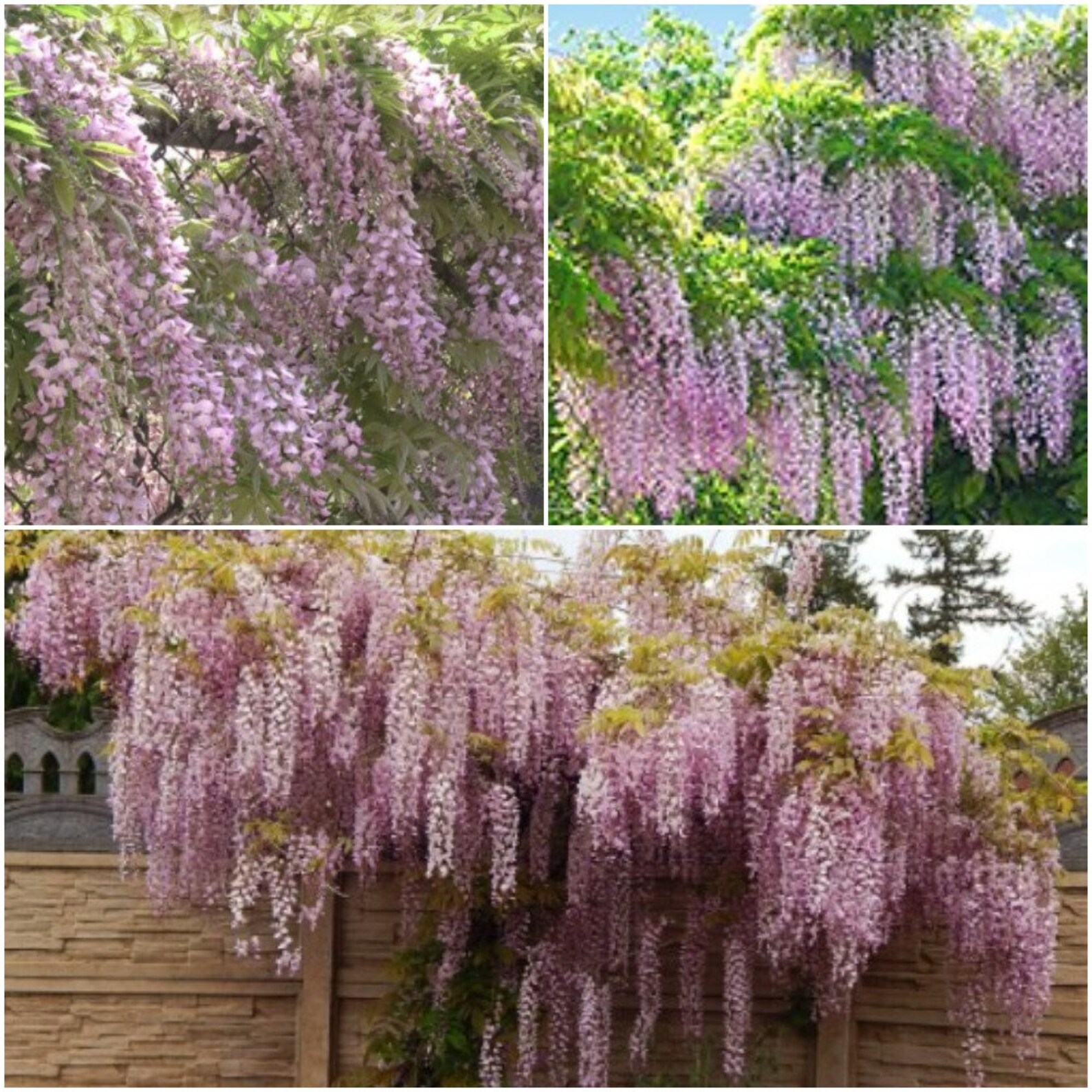5 Pcs Wisteria Seeds Wisteria Sinensis Seed Evergreen Etsy