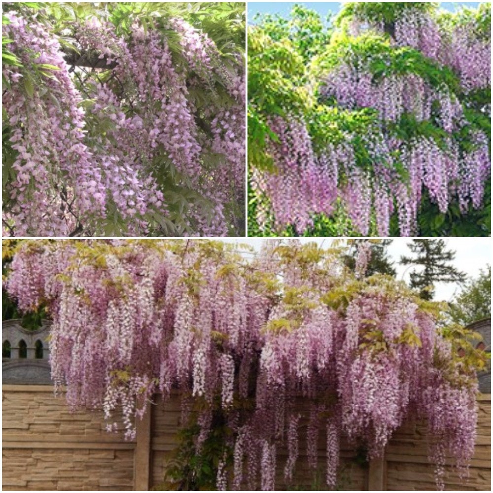 5 Pcs Wisteria Seeds Wisteria Sinensis Seed Evergreen Etsy