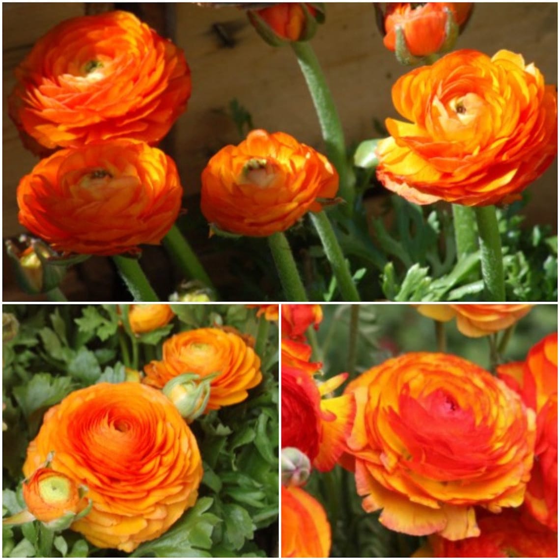 Persian Buttercup Bulb Orange Ranunculus Aviv Picotee Etsy
