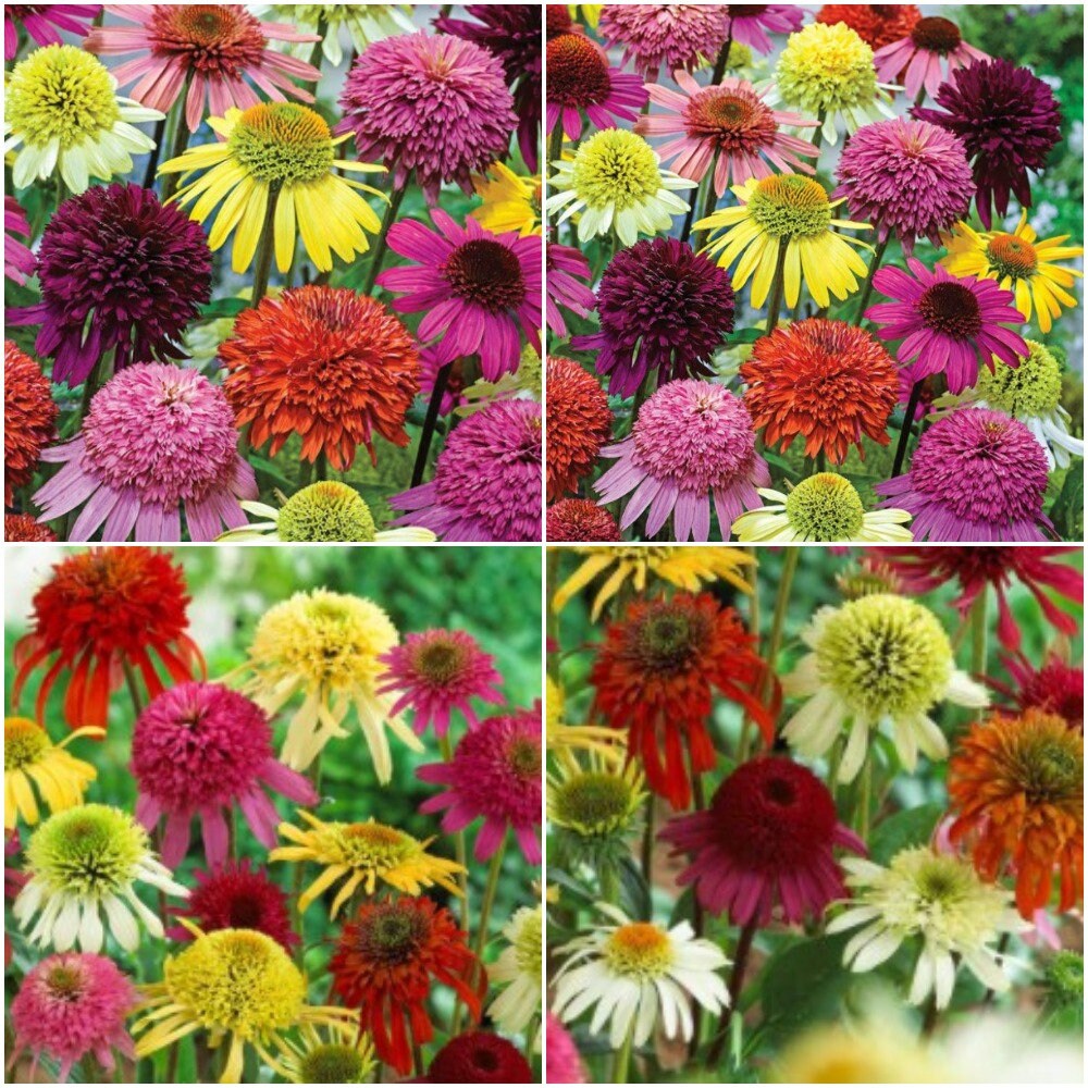 50 Pcs Coneflower Seeds Echinacea Seeds Double White Etsy